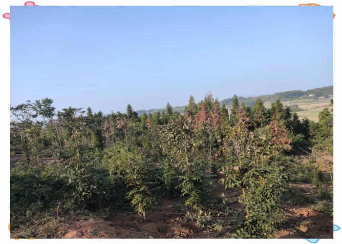 药材初加工,拓宽增收新渠道曾波的视野不止于药材的种植与收购,他