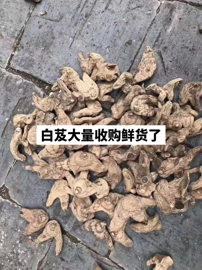 白芨大量收购鲜货了.#药材收购 #新农人计划2023 #支持